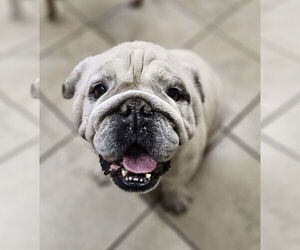 Bulldog Dogs for adoption in El Centro, CA, USA