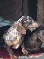 Dachshund Dogs for adoption in Lancaster, PA, USA