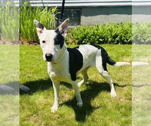 Mutt Dogs for adoption in Sterling, MA, USA