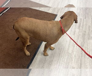 Redbone Coonhound-Rhodesian Ridgeback Mix Dogs for adoption in Farmerville, LA, USA