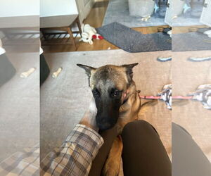 German Shepherd Dog Dogs for adoption in Seattle, WA, USA