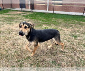 German Shepherd Dog-Unknown Mix Dogs for adoption in Grovetown, GA, USA