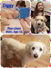 Poochon Dogs for adoption in East Hanover, NJ, USA