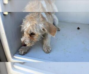 Maltese Dogs for adoption in Houston, TX, USA