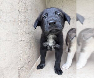 Australian Shepherd-Unknown Mix Dogs for adoption in Oklahoma City, OK, USA