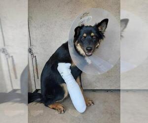 German Shepherd Dog-Unknown Mix Dogs for adoption in Chula Vista, CA, USA