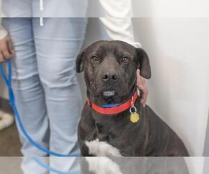 Labrador Retriever-Unknown Mix Dogs for adoption in Mountain Home, AR, USA