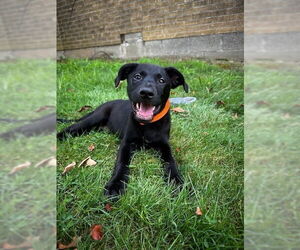 Labrador Retriever-Unknown Mix Dogs for adoption in Brewster, NY, USA