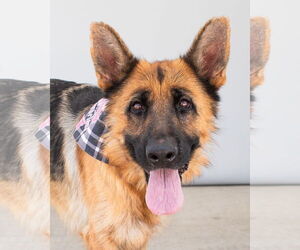 German Shepherd Dog Dogs for adoption in Pasadena, CA, USA