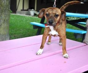 Mutt Dogs for adoption in Northbrook, IL, USA