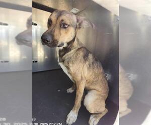 American Staffordshire Terrier-Unknown Mix Dogs for adoption in San Antonio, TX, USA