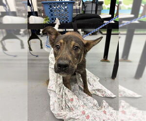 German Shepherd Dog-Unknown Mix Dogs for adoption in Waco, TX, USA