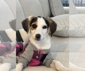 Beagle-Unknown Mix Dogs for adoption in Holly Springs, NC, USA