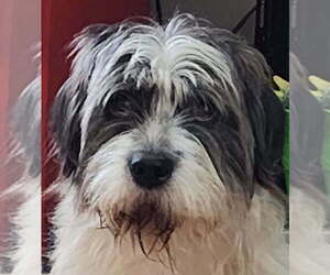 Mutt Dogs for adoption in Aurora, IN, USA