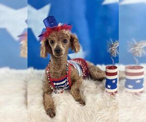 Poodle (Miniature) Dogs for adoption in Garland, TX, USA
