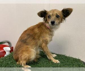Cairn Terrier Dogs for adoption in Visalia, CA, USA