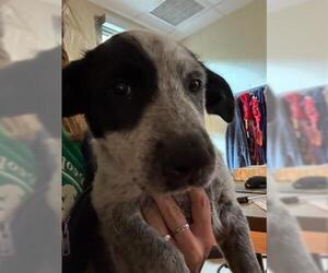 Mutt Dogs for adoption in Brighton, CO, USA