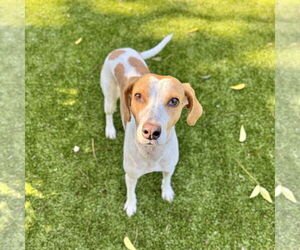 Mutt Dogs for adoption in Hilton Head, SC, USA