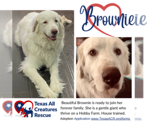 Great Pyrenees Dogs for adoption in Lillian, TX, USA