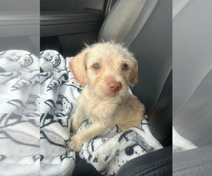 Poodle (Miniature)-Unknown Mix Dogs for adoption in Holly Springs, NC, USA