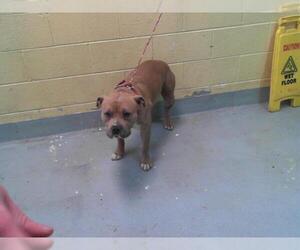 American Pit Bull Terrier-Unknown Mix Dogs for adoption in Tulsa, OK, USA