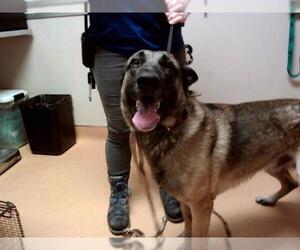 German Shepherd Dog-Unknown Mix Dogs for adoption in Martinez, CA, USA