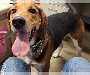 American Foxhound Dogs for adoption in Knoxville, IA, USA