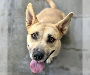 Retriever -Unknown Mix Dogs for adoption in Santa Monica, CA, USA