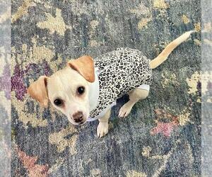 Chihuahua-Unknown Mix Dogs for adoption in oakland, FL, USA