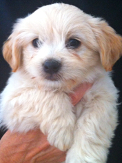 Medium Photo #1 Shih-Poo Puppy For Sale in Simi Valley, CA, USA