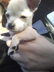 Chihuahua Dogs for adoption in Phoenix, AZ, USA