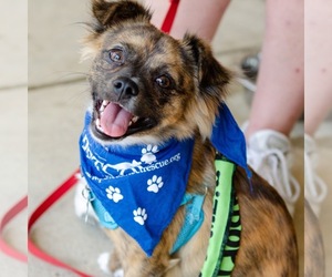 Chug Dogs for adoption in Potomac, MD, USA