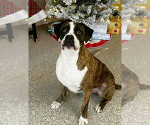 Boxer-Unknown Mix Dogs for adoption in Rochester, NY, USA