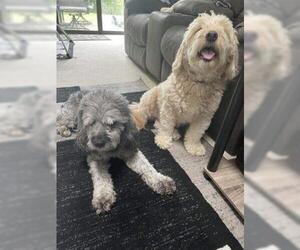 Poodle (Miniature) Dogs for adoption in Newport, KY, USA