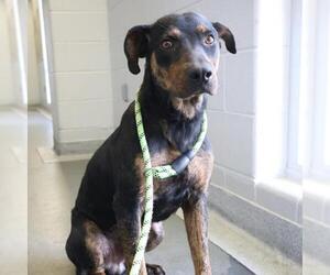 Labrador Retriever-Unknown Mix Dogs for adoption in San Antonio, TX, USA