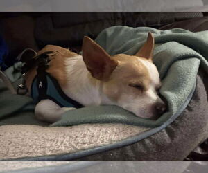 Chihuahua-Unknown Mix Dogs for adoption in Boonton, NJ, USA