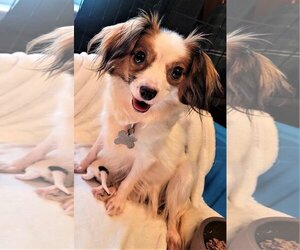 Papillon Dogs for adoption in Holly Springs, NC, USA