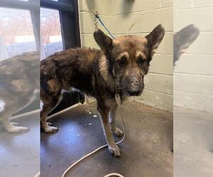 German Shepherd Dog Dogs for adoption in Tulsa, OK, USA