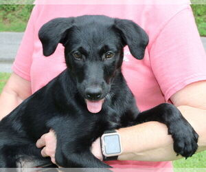 Australian Shepherd-Unknown Mix Dogs for adoption in Prattville, AL, USA