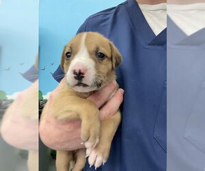 Black Mouth Cur-Unknown Mix Dogs for adoption in Waco, TX, USA