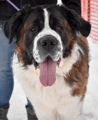 Saint Bernard Dogs for adoption in Negaunee, MI, USA