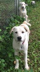 Borador Dogs for adoption in Landenberg, PA, USA