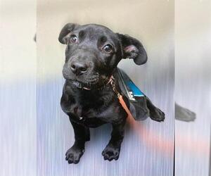 American Pit Bull Terrier-Labrador Retriever Mix Dogs for adoption in Santa Maria, CA, USA