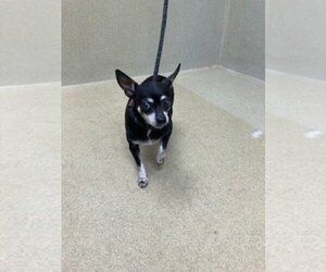Chihuahua Dogs for adoption in Petaluma, CA, USA