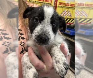 Border Collie-Unknown Mix Dogs for adoption in Lodi, CA, USA