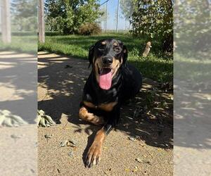 Doberman Pinscher Dogs for adoption in Toronto, Ontario, Canada