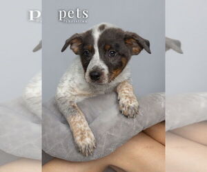 Mutt Dogs for adoption in Foristell, MO, USA