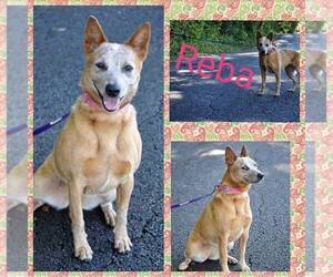 Red Heeler-Unknown Mix Dogs for adoption in Marion, KY, USA