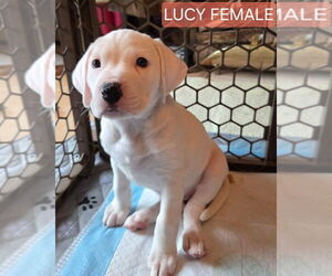 Mutt Dogs for adoption in Wenonah, NJ, USA