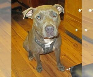 Staffordshire Bull Terrier Dogs for adoption in Fayetteville, TN, USA